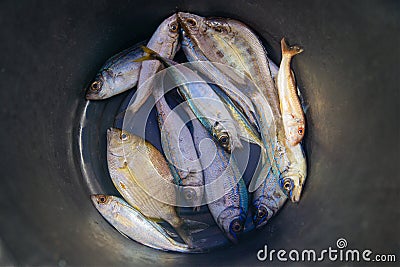 Top view of a bucket of caught sea fish Stock Photo