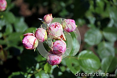 Top view of a bunch of light pink roses buds Stock Photo