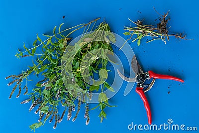 top view of bunch of mint with scissors isolated on color backgrounds Stock Photo