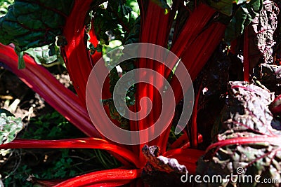 Top view of a bunch of red beet stems on a bed. Healthy eating vegetables. Stock Photo