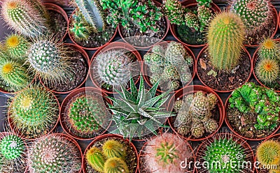 Top View of Cactus Frame Mix Cactus Pot and Scculent Plant flat Stock Photo