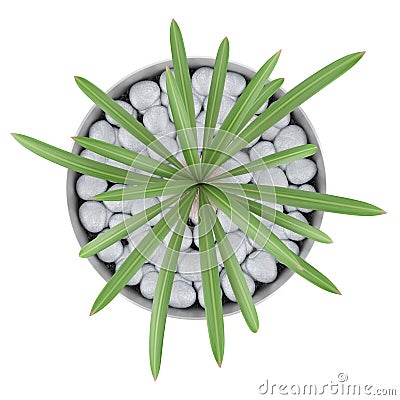 Top view of cactus plant in pot isolated on white Stock Photo