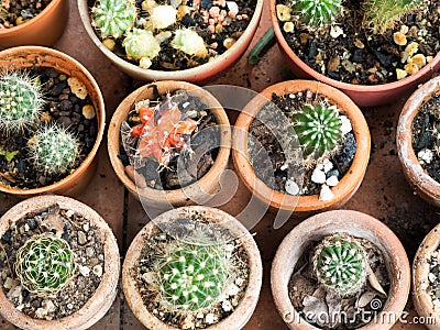 Top view of cactus pot with variety of succulents in the plant Stock Photo