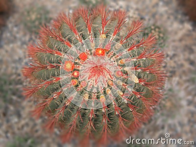 The top view of cactus tree Stock Photo