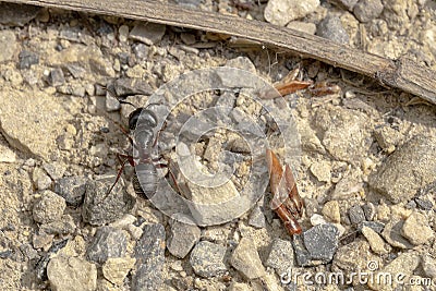 Top view of a Camponotus modoc or western carpenter ant Stock Photo