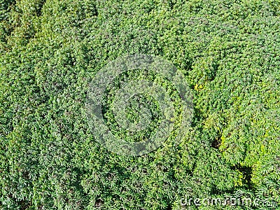 Top view cassava leaves from above of crops in green, Bird`s eye view tropical tree plant, Aerial view of the cassava plantation Stock Photo