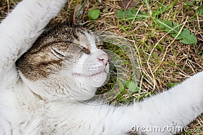 Top view of cat with outstretched and extended white paws, which rests and sleeps on the street on summer day Stock Photo