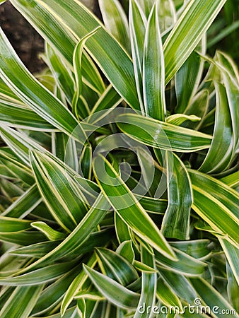 Top view of the Chlorophytum Comosum, it also known as spider plant Stock Photo