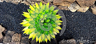 Top view of a circular cactus growth Stock Photo