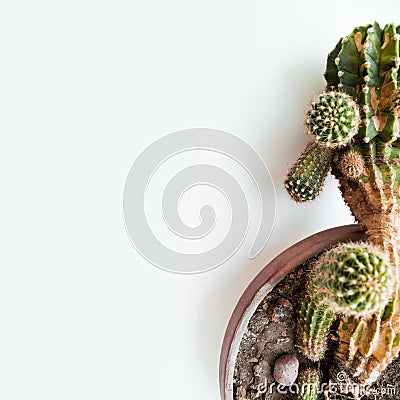 Top view of close up green part of cactus in brown pot on white background. Domestic potted plant. Copy space Stock Photo