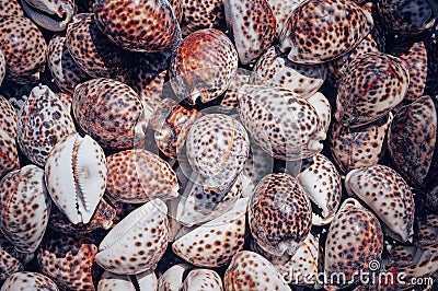 Top view close up of mollusk.Texture of shells top view. Concept group of sea shells. Sea mollusks close-up. Stock Photo