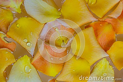 Top view closeup of colorful rose petals floating on water in the bowl of aroma spa Stock Photo