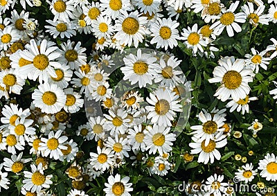 Top view closeup of isolated field with countless beautiful white yellow daisy flowers leucanthemum with green leaves for Stock Photo