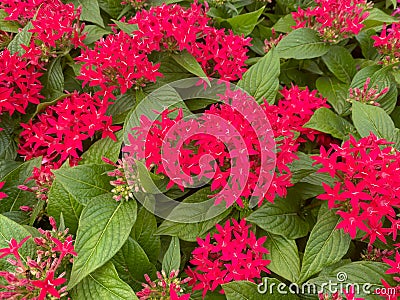 Top view closeup on isolated red purple flowers pentas lanceolata with green leaves Stock Photo