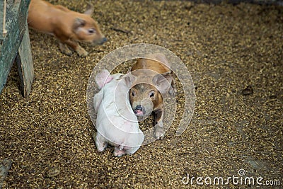 Top view closeup three small domestic piglets look at camera in swine paddock Stock Photo