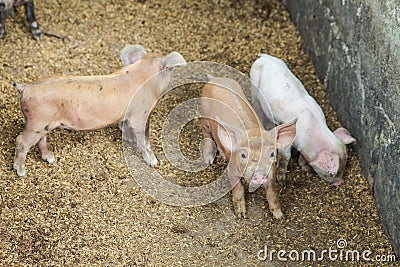 Top view closeup three small domestic piglets look at camera in swine paddock Stock Photo