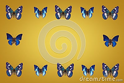 Top view of Collection of blue butterflies on fortuna gold background, greeting card Stock Photo