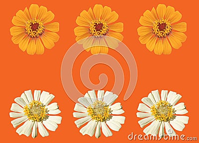 Top view, Collection set of white and yellow zinnia flower blossom blooming isolated on orange background for stock photo, house Stock Photo