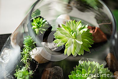 Collection of succulents in pots. Minimalistic home interior with composition of cactus and succulents . Stylish concept Stock Photo