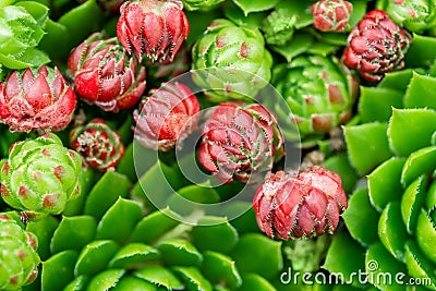 Top view. Collection of succulents in pots. Minimalistic home interior with composition of cactus and succulents Stock Photo