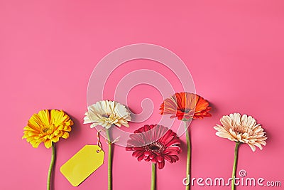 top view of colorful Gerbera flowers in row with blank tag on pink, mothers day concept Stock Photo