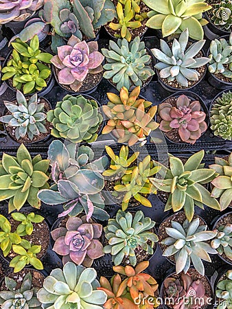 Colorful miniature desert succulent plants Stock Photo