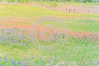 Texas Bluebonnet and Indian paintbrush blossom in rural Texas, U Stock Photo