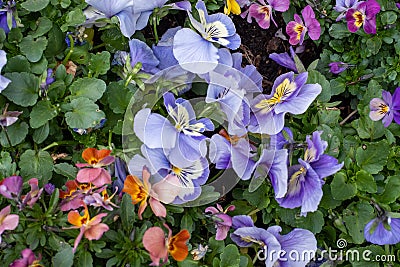 Top view of colourful pansies in a suburban garden. Photographed in April. Stock Photo