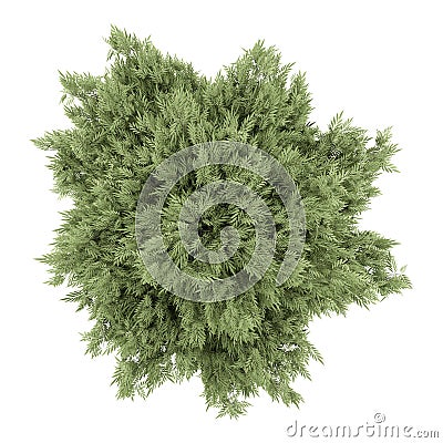 Top view of crack willow tree isolated on white Stock Photo