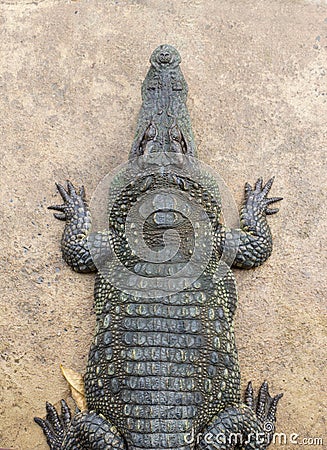 Top view Crocodile Stock Photo