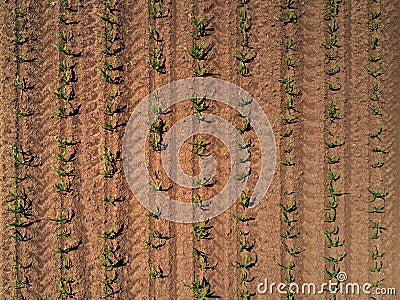 Top view of cultivated maize field from drone Stock Photo