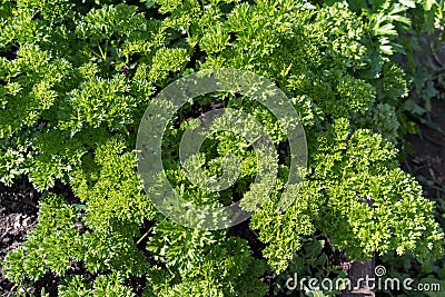 Top view of curly parsley lat. Petroselinum crispum in the garden in the summer Stock Photo