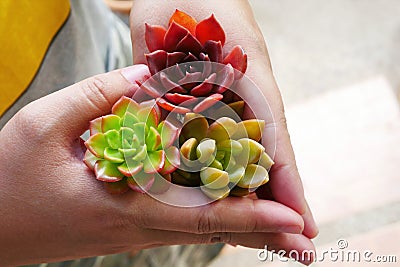 Top view cute colorful flora succulent plant in woman hand Stock Photo