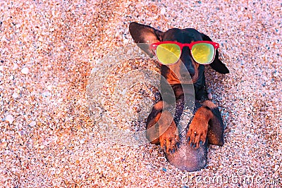 Top view cute dog of dachshund, black and tan, wearing red sunglasses, having relax and enjoying buried in the sand at the beach o Stock Photo