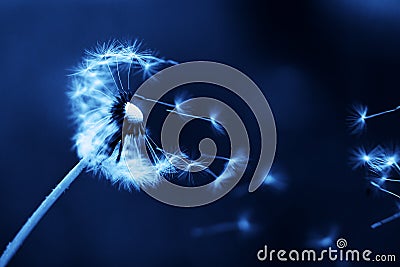 Top view Dandelion flying on green background minimalistic background. backdrop concept. Web banner, greeting card idea. Concept Stock Photo