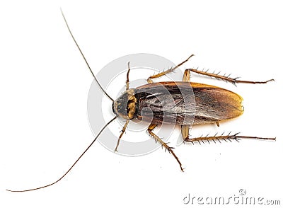 Top view of a dead cockroach isolated on white background. Stock Photo