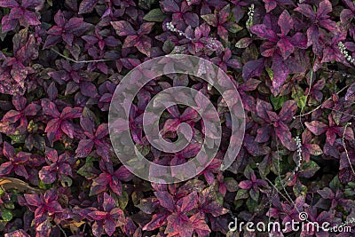 Top view of Dentata Ruby or Alternanthera dentata Moench Scheygr bloon with sunlight in the garden. Stock Photo