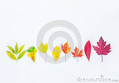 Top view Different types of tree fall leaves in a row gradient from green to dark red on white background isolated. Selective focu Stock Photo