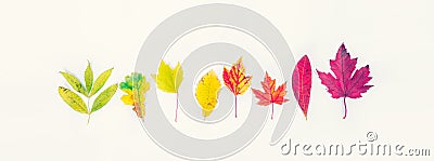 Top view Different types of tree fall leaves in a row gradient from green to dark red on white background. Selective focus. Autumn Stock Photo
