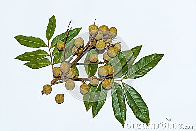 Top view of Dimocarpus longan.A bunch of Longan fruits with green leaves on white isolated background Stock Photo