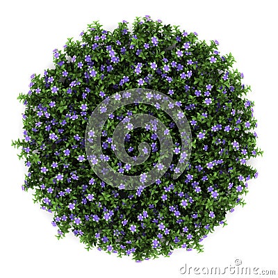 Top view of dwarf periwinkle flowers isolated Stock Photo