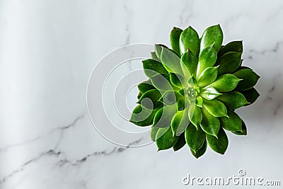 Top view of ecologic aloe cactus plant. Flay lay. White marble background Stock Photo