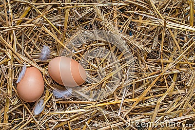 Top view eggs on nest at fresh farm Stock Photo