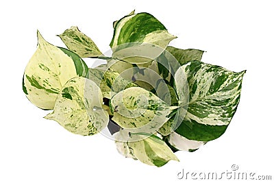 Top view of `Epipremnum Aureum Manjula` pothos houseplant on white background Stock Photo