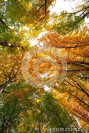 top view of fall leaves on tree closeup on weather, nature Stock Photo