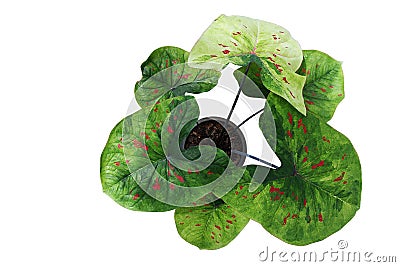 Top view of fancy leaf Caladium potted plant, heart shaped green variegated leaves with red spots tropical foliage houseplant Stock Photo