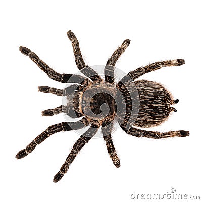 Spider on white background Stock Photo