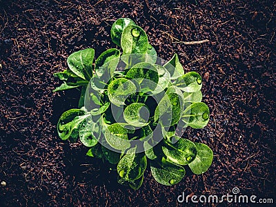 Top view of field salad or corn salad after irrigation Stock Photo