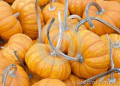 Close up on pile of fresh picked little pumpkins Stock Photo