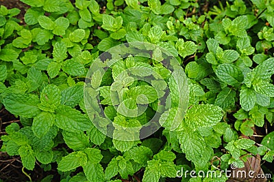 Top view Flat lay of Mint Mentha longifolia green leaves textured Stock Photo